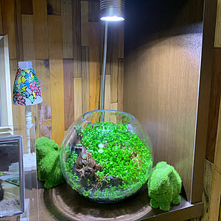 水草テラリウムのインテリア実例 Roomclip ルームクリップ