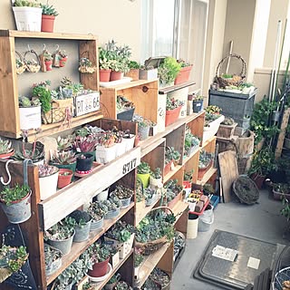 リビング/葉挿しで増やそう/北海道でベランダガーデン/IG⇨hanahinasisters/多肉寄せ植え...などのインテリア実例 - 2016-07-02 18:11:21