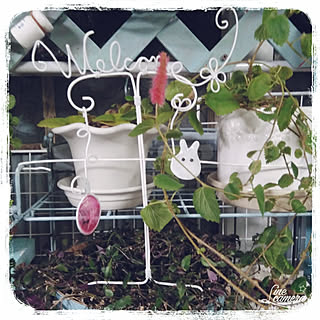 Mmpoohちゃんのブライダルベールのインテリア実例 Roomclip ルームクリップ