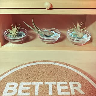 キッチン/グリーン/エアプランツ/スパイスラック/台所...などのインテリア実例 - 2017-04-08 01:54:44