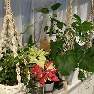 玄関/入り口/植物/日替わり投稿企画!木曜日/ごちゃ混ぜグリーン/手作りプラハン♪♪...などのインテリア実例 - 2017-06-01 19:45:06