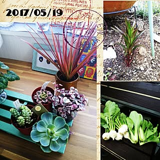 部屋全体/NO GREEN NO LIFE/グリーンのある暮らし/みなさまに感謝/多肉鉢...などのインテリア実例 - 2017-05-19 07:53:05