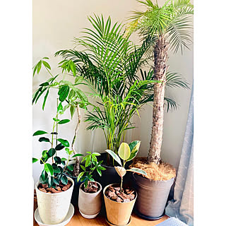 パキラ アレカヤシのおしゃれなアレンジ 飾り方のインテリア実例 Roomclip ルームクリップ