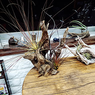 机/エアープランツ/紅葉/流木リメイクのインテリア実例 - 2019-12-11 22:03:59