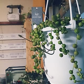 バス/トイレ/植物/団地/DIY/飲兵衛部...などのインテリア実例 - 2015-11-18 06:51:31