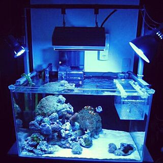 照明 海水魚水槽のインテリア実例 Roomclip ルームクリップ