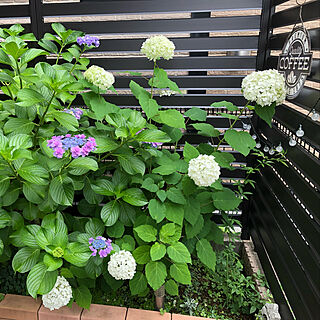 紫陽花 狭い庭のインテリア実例 Roomclip ルームクリップ