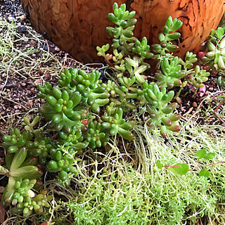 モリムラマンネングサ 地植え モリムラマンネングサ 地植え