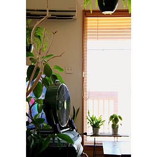 コメリ 観葉植物のある暮らしの商品を使ったおしゃれなインテリア実例 Roomclip ルームクリップ