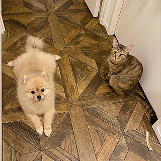 クッションフロア ポメラニアンのインテリア実例 Roomclip ルームクリップ