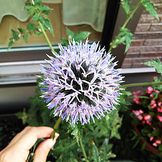 アザミの花のインテリア実例 Roomclip ルームクリップ アザミの花のインテリア実例 Roomclip ルームクリップ
