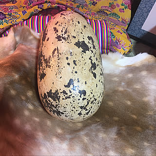 恐竜の卵のインテリア実例 Roomclip ルームクリップ