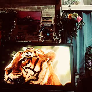 虎/vintage/No Green No Life/ねこと暮らす/映画のある暮らし...などのインテリア実例 - 2019-03-30 07:05:00