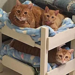 猫用ベッドdiyのインテリア 手作りの実例 Roomclip ルームクリップ 猫用ベッドdiyのインテリア 手作りの実例 Roomclip ルームクリップ