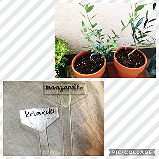 Mjb缶 ガーデニングネームプレートのインテリア実例 Roomclip ルームクリップ