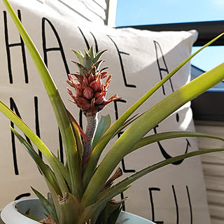 花パイン サンゴパインのインテリア実例 Roomclip ルームクリップ