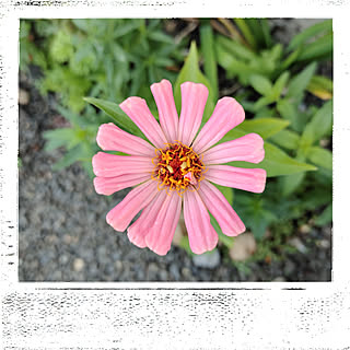 10月の庭 長く咲く花 のインテリア実例 Roomclip ルームクリップ