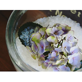 紫陽花のドライフラワー シリカゲルドライフラワー作りのインテリア実例 Roomclip ルームクリップ 紫陽花のドライフラワー シリカゲルドライフラワー作りのインテリア実例 Roomclip ルームクリップ