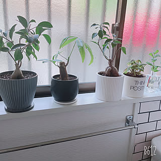 パキラ ダイソーの観葉植物のインテリア実例 Roomclip ルームクリップ パキラ ダイソーの観葉植物のインテリア実例 Roomclip ルームクリップ