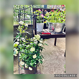 バラ ドリフトローズのおしゃれなアレンジ 飾り方のインテリア実例 Roomclip ルームクリップ