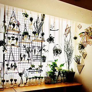 水耕栽培のある暮らしのインテリア実例 Roomclip ルームクリップ 水耕栽培のある暮らしのインテリア実例 Roomclip ルームクリップ