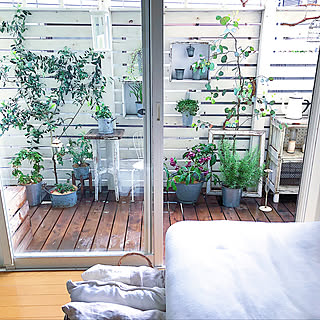 ガーデニング/ウッドデッキ/NO GREEN NO LIFE/リビングのインテリア実例 - 2019-03-22 21:30:07