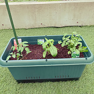 バジル栽培 ミニトマト栽培のインテリア実例 Roomclip ルームクリップ