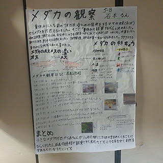 壁 天井 メダカのインテリア実例 Roomclip ルームクリップ