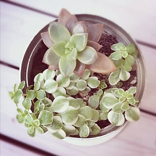 ナチュラルガーデン/多肉植物のインテリア実例 - 2012-09-18 18:14:43
