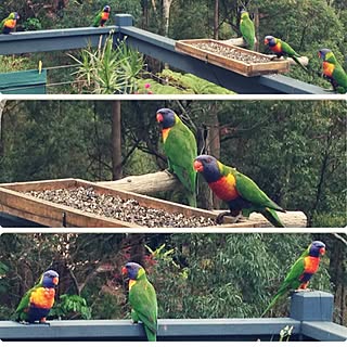 部屋全体/インテリアじゃなくてごめんなさい.../野生の鳥です。/田舎です。/田舎の風景...などのインテリア実例 - 2014-12-18 22:02:11