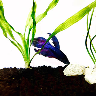 ベタを飼い始めましたのインテリア実例 Roomclip ルームクリップ