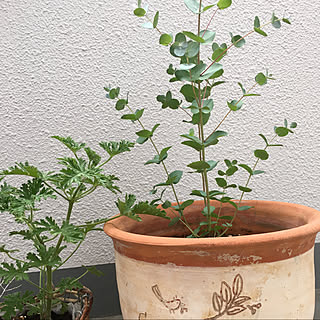 観葉 植物 虫除け