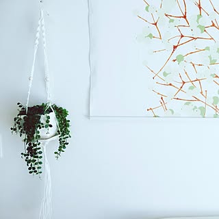 壁/天井/植え替え後/ピクチャーレール/プラントハンガー自作/ルミマルヤ...などのインテリア実例 - 2016-06-10 22:11:59