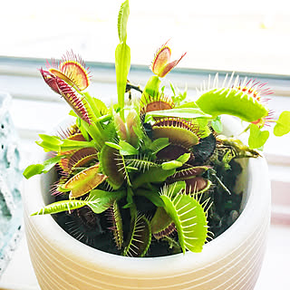 ウツボカズラ ハエトリソウのインテリア実例 Roomclip ルームクリップ