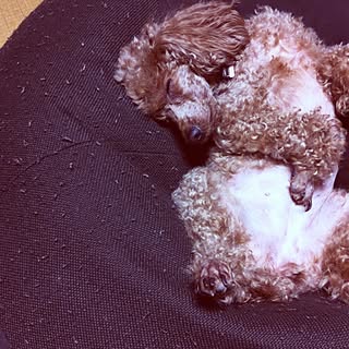 リビング/ビーズクッション/無印/ペット/無印良品のインテリア実例 - 2012-08-23 22:06:40