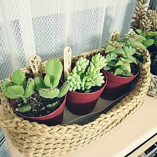 植物 アイスの棒のインテリア実例 Roomclip ルームクリップ