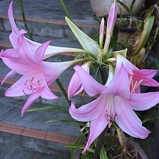 玄関/入り口/お花さん♡/植物のある暮らし/観葉植物のインテリア実例 - 2016-06-17 23:22:04