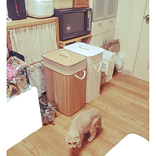 老猫のインテリア実例 Roomclip ルームクリップ 老猫のインテリア実例 Roomclip ルームクリップ