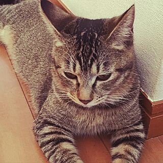 机/まめちゃん/猫ちゃんのインテリア実例 - 2017-01-21 12:14:24
