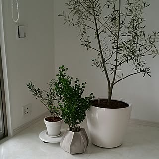 ベンジャミンバロック 白い鉢のインテリア実例 Roomclip ルームクリップ ベンジャミンバロック 白い鉢のインテリア実例 Roomclip ルームクリップ