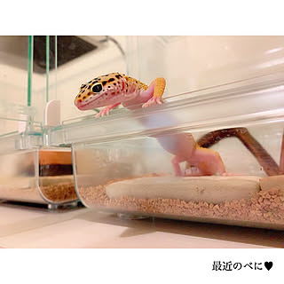 愛用品→楽天roomに載せています/シンプルインテリア/Francfranc/キャンドゥ/子供のいる暮らし...などのインテリア実例 - 2020-07-10 15:32:52