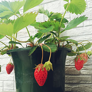 いちご プランター菜園のインテリア実例 Roomclip ルームクリップ