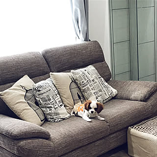 ショーケース/IKEA/ソファ/犬のいる暮らし/キャバリアキングチャールズスパニエル...などのインテリア実例 - 2019-04-15 08:21:24