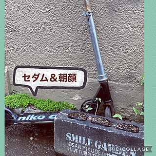 庭 朝顔のインテリア実例 Roomclip ルームクリップ