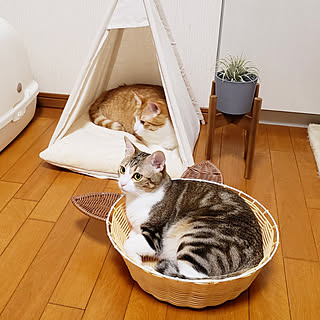 ねこのいる日常 ペットテントのインテリア実例 Roomclip ルームクリップ