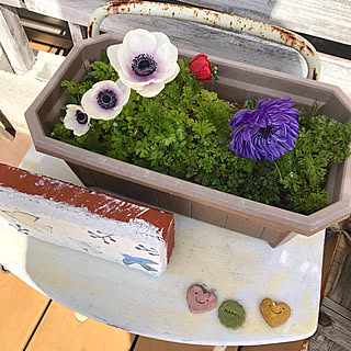 アネモネ寄せ植えのインテリア実例 Roomclip ルームクリップ アネモネ寄せ植えのインテリア実例 Roomclip ルームクリップ