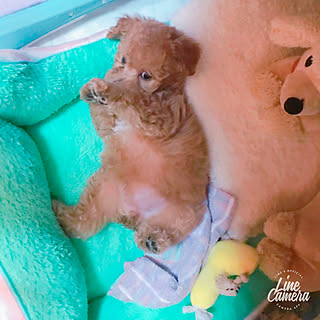 ベッド周り/築30年/いいねありがと♡/コメントありがと♡/お返事とても遅くてごめんなさい...などのインテリア実例 - 2018-12-27 14:30:25