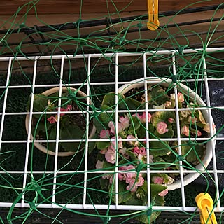 玄関/入り口/ヒヨと格闘中のプリムラ/花のある暮らし/プリムラ/いいね!ありがとうございます♪...などのインテリア実例 - 2017-03-31 16:09:00