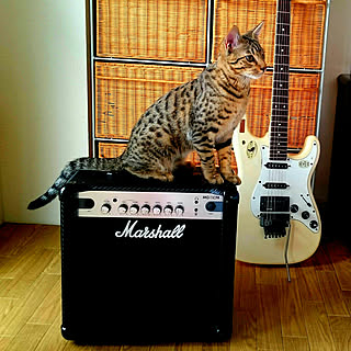 ベッド周り/アンプに乗った猫/アンティーク/アンティークという名の猫/オシキャット...などのインテリア実例 - 2018-05-03 15:21:42