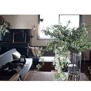 +犬/花のある暮らし/猫と植物/PUEBCO/薬瓶...などのインテリア実例 - 2017-03-23 20:17:03